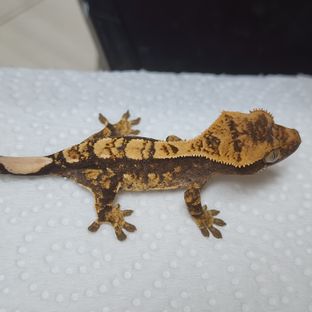 100% Het Axanthic