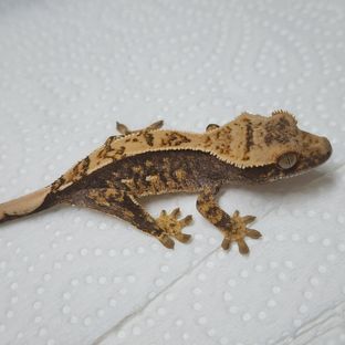 100% Het Axanthic