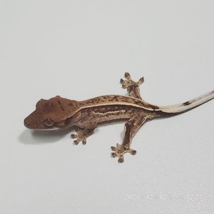 카푸치노 쿼드 핀스트라이프