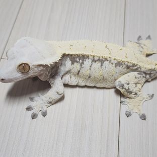 망쿳 라벤더