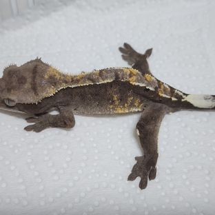 세이블 아잔틱