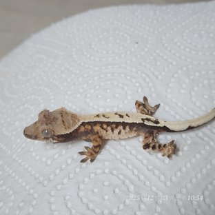 Sable Full Pinstripe