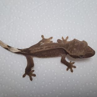 아잔틱×고기리콜라보