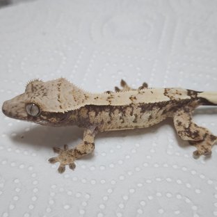 Sable Drippy White Spot