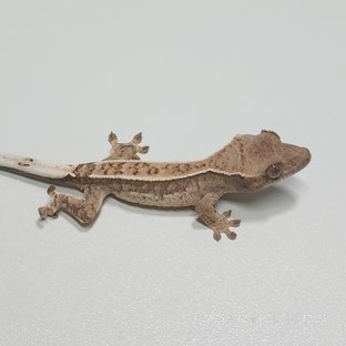 카푸치노 핀스트라이프