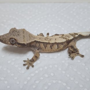 세이블