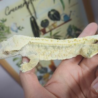 메메