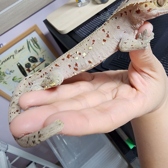 달마시안 레드