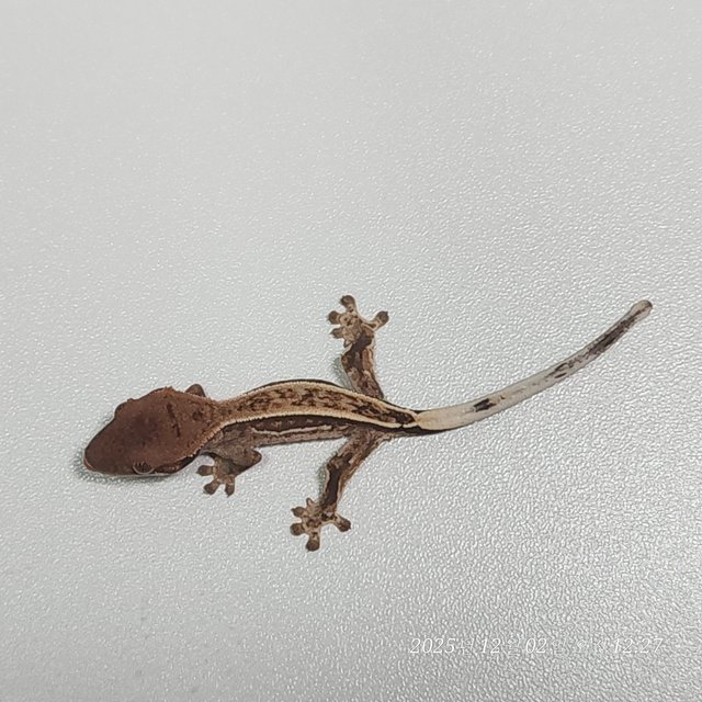 카푸치노 쿼드 핀스트라이프