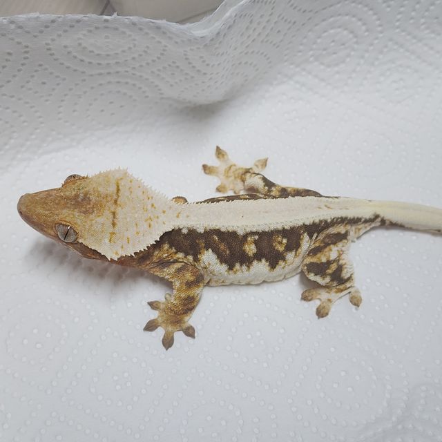 릴리화이트 100%헷아잔틱