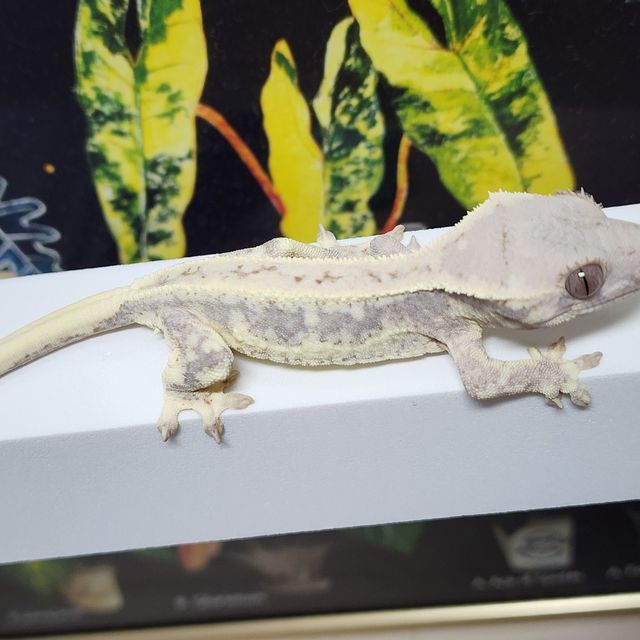 프라푸치노