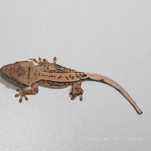 트라이 핀스트라이프