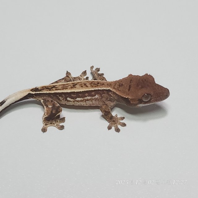 카푸치노 쿼드 핀스트라이프