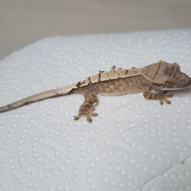 세이블