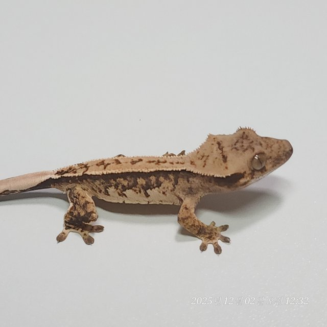 트라이 핀스트라이프