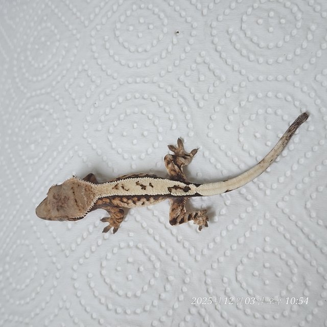 Full Pinstripe Sable