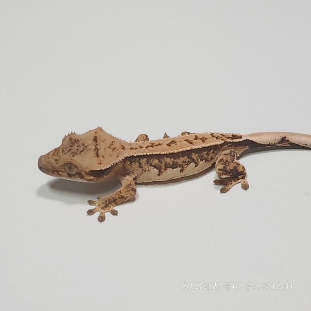 트라이 핀스트라이프