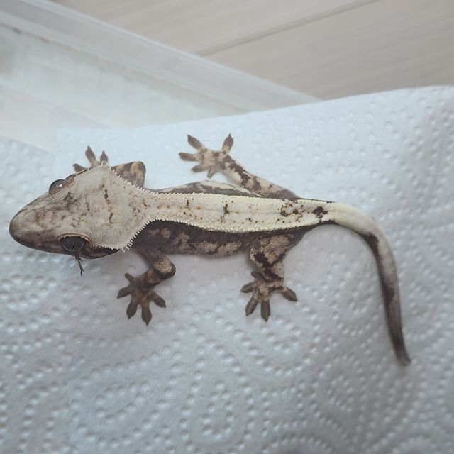 세이블