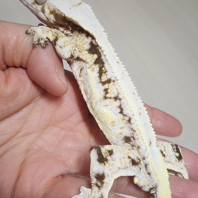 Lilly White