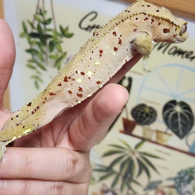 달마시안 레드