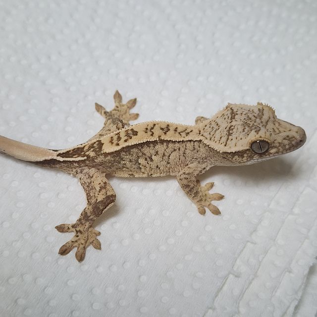 크림 옐로우