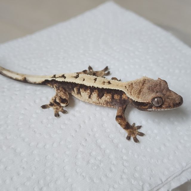 세이블