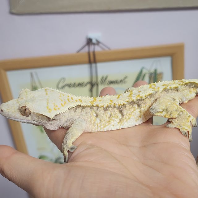 트라이