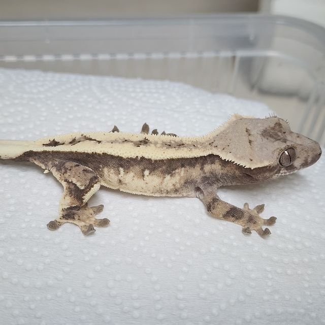 세이블