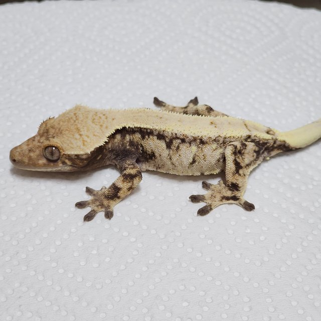 세이블 드리피 화이트스팟