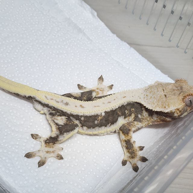 Dark Lilly 100% Het Axanthic