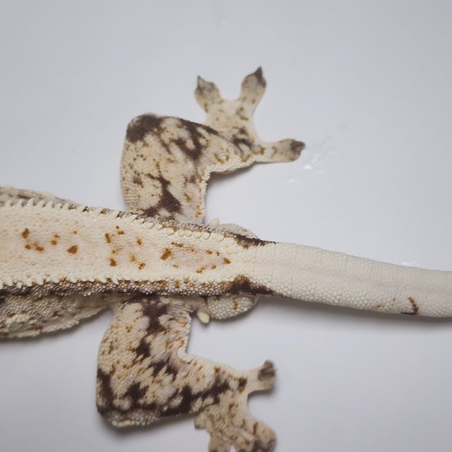 드리피 화이트스팟 쿼드