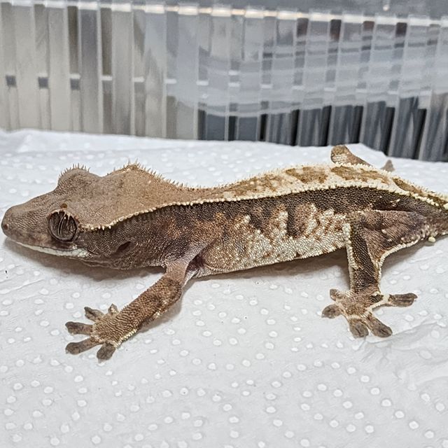 카푸치노 트라이