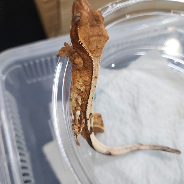 세이블