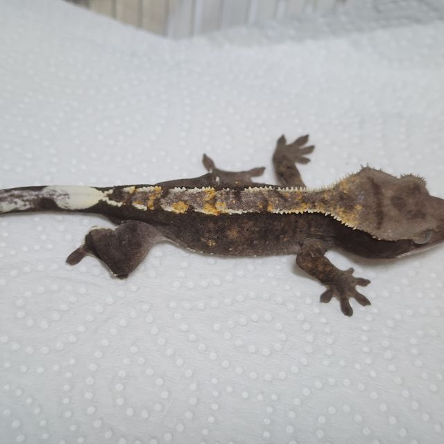세이블 아잔틱