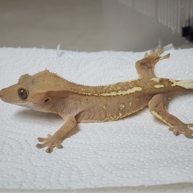 카푸치노 크림