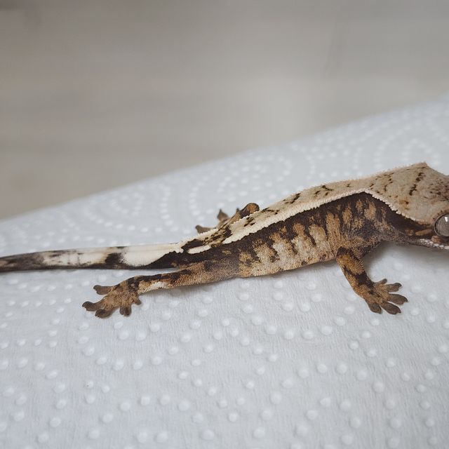 세이블
