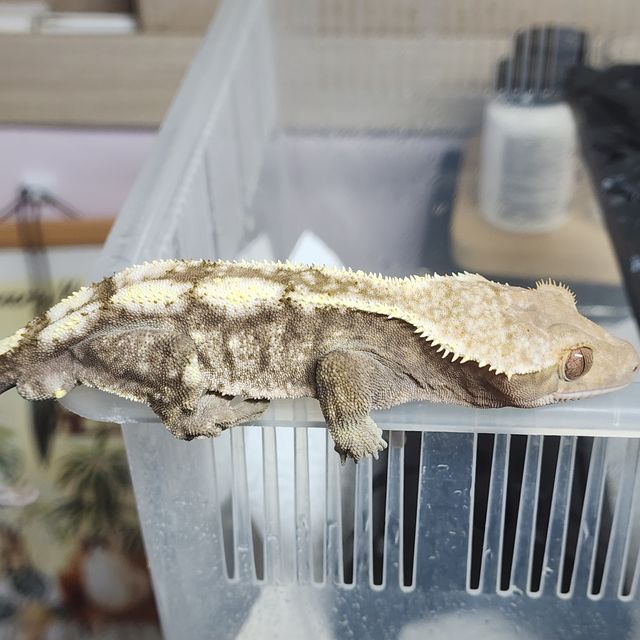 세이블