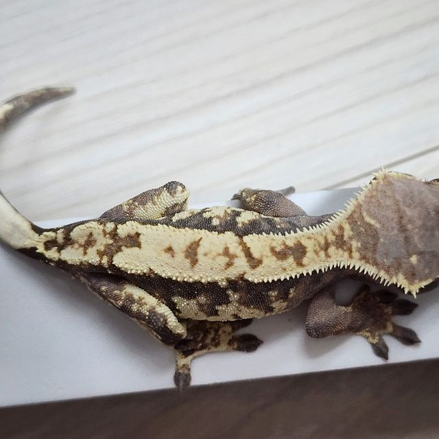 카푸치노 트라이