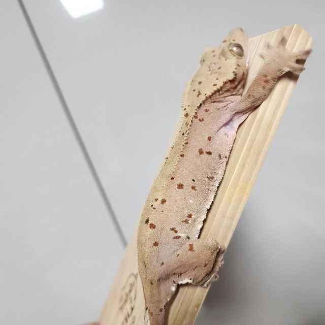 달마시안 슈퍼달마시안 레드