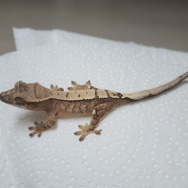 세이블