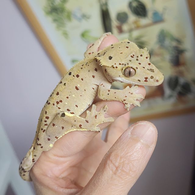 달마시안 슈퍼달마시안 레드