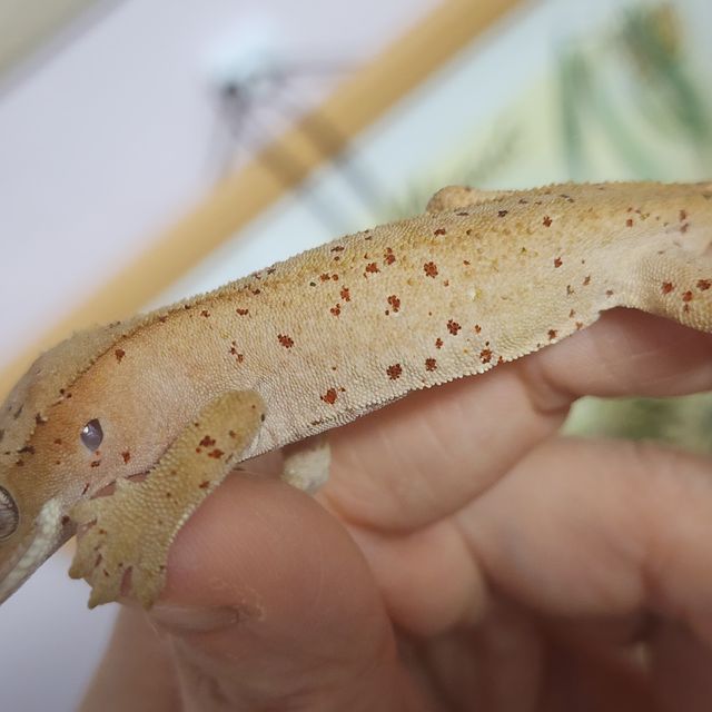 슈퍼달마시안 레드