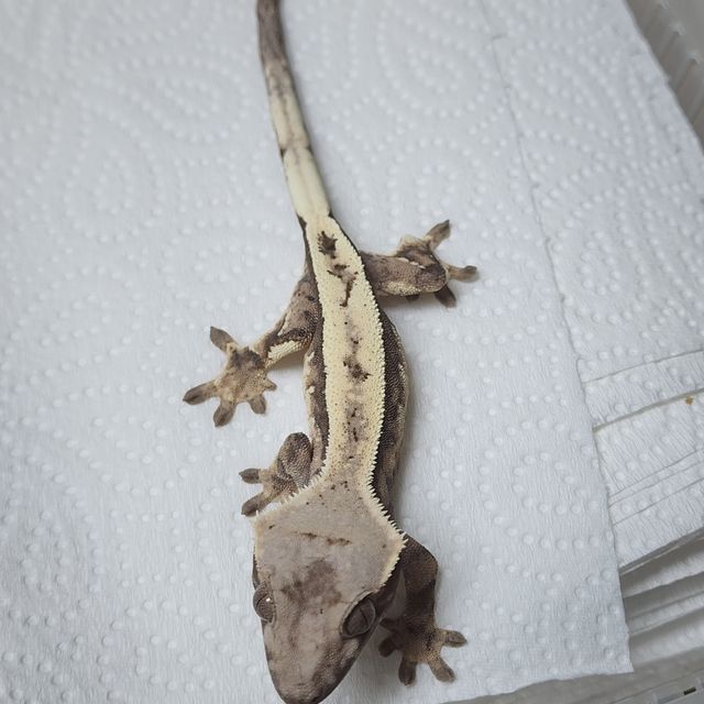 세이블