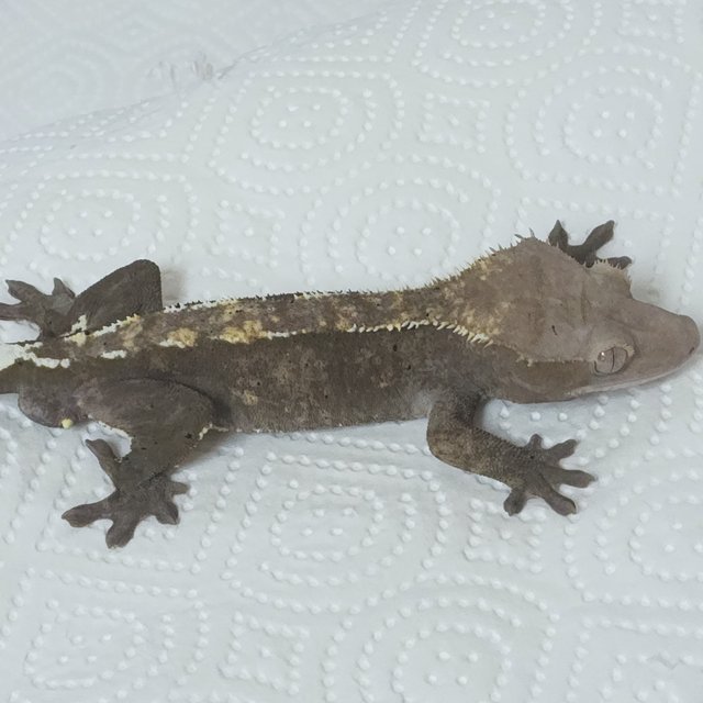 Sable Axanthic