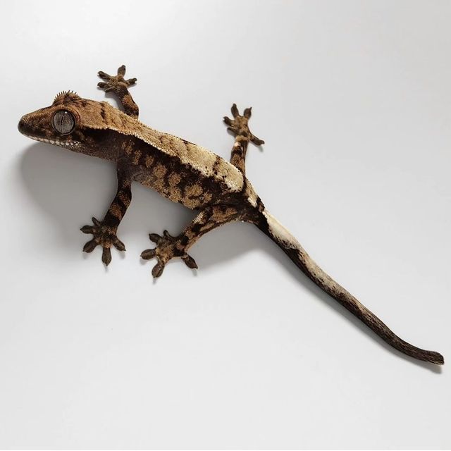세이블