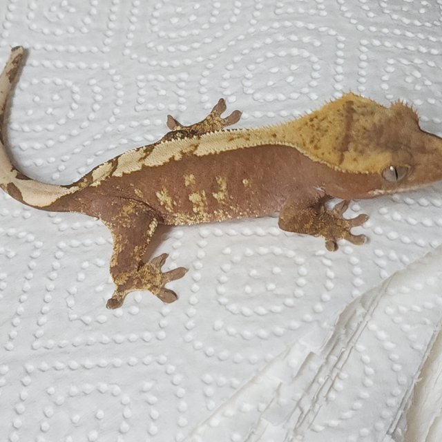 100% Het Axanthic