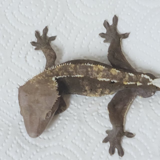 Sable Axanthic