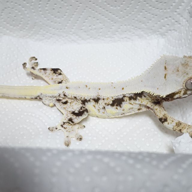Lilly White