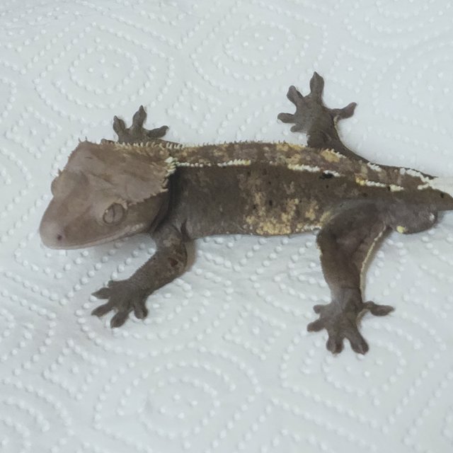 Sable Axanthic