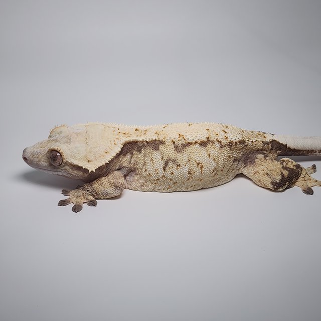 노멀 트라이 화이트스팟